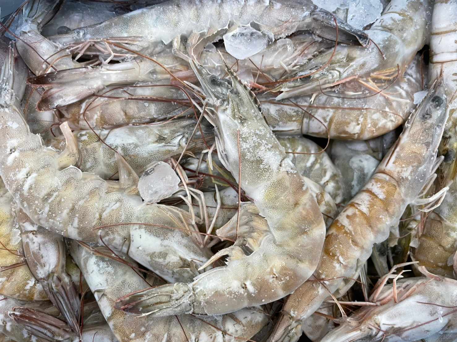 4-5 生凍白蝦/1.15kg 盒